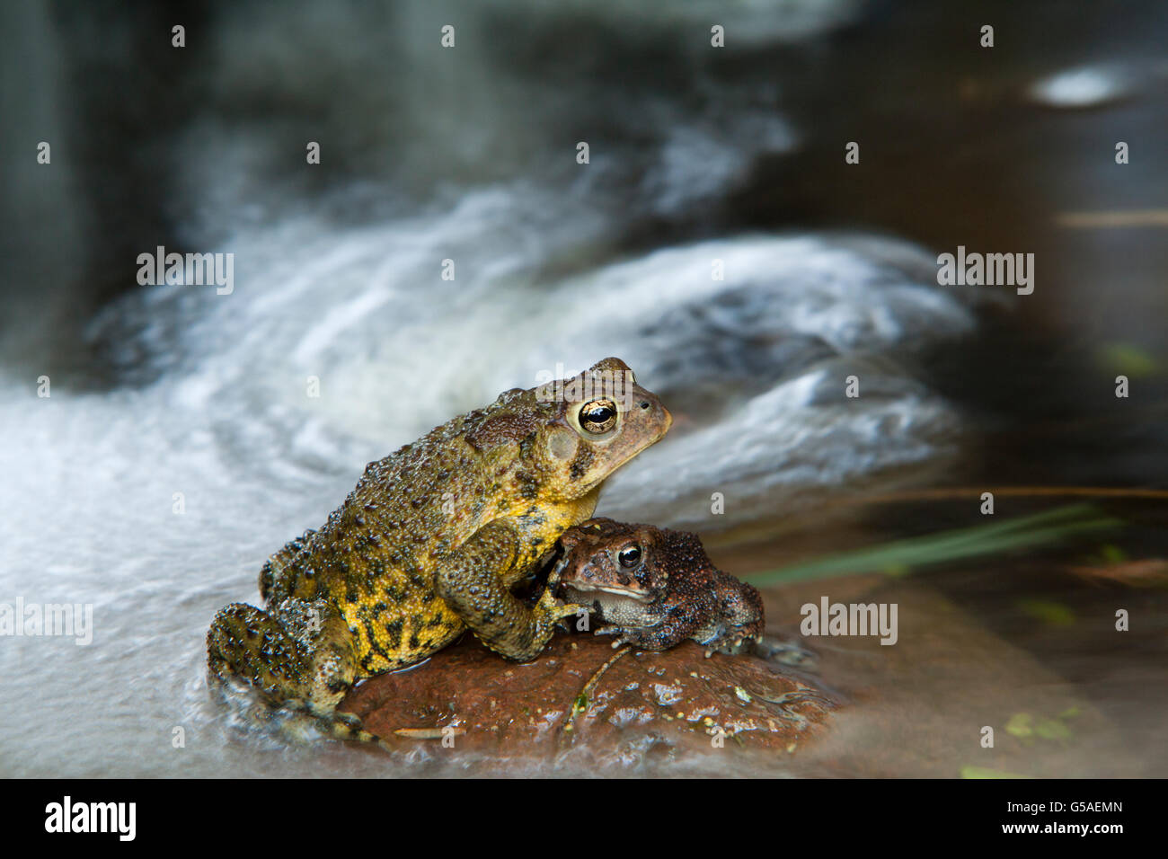 Adult and Juvenile Toad Together Stock Photo