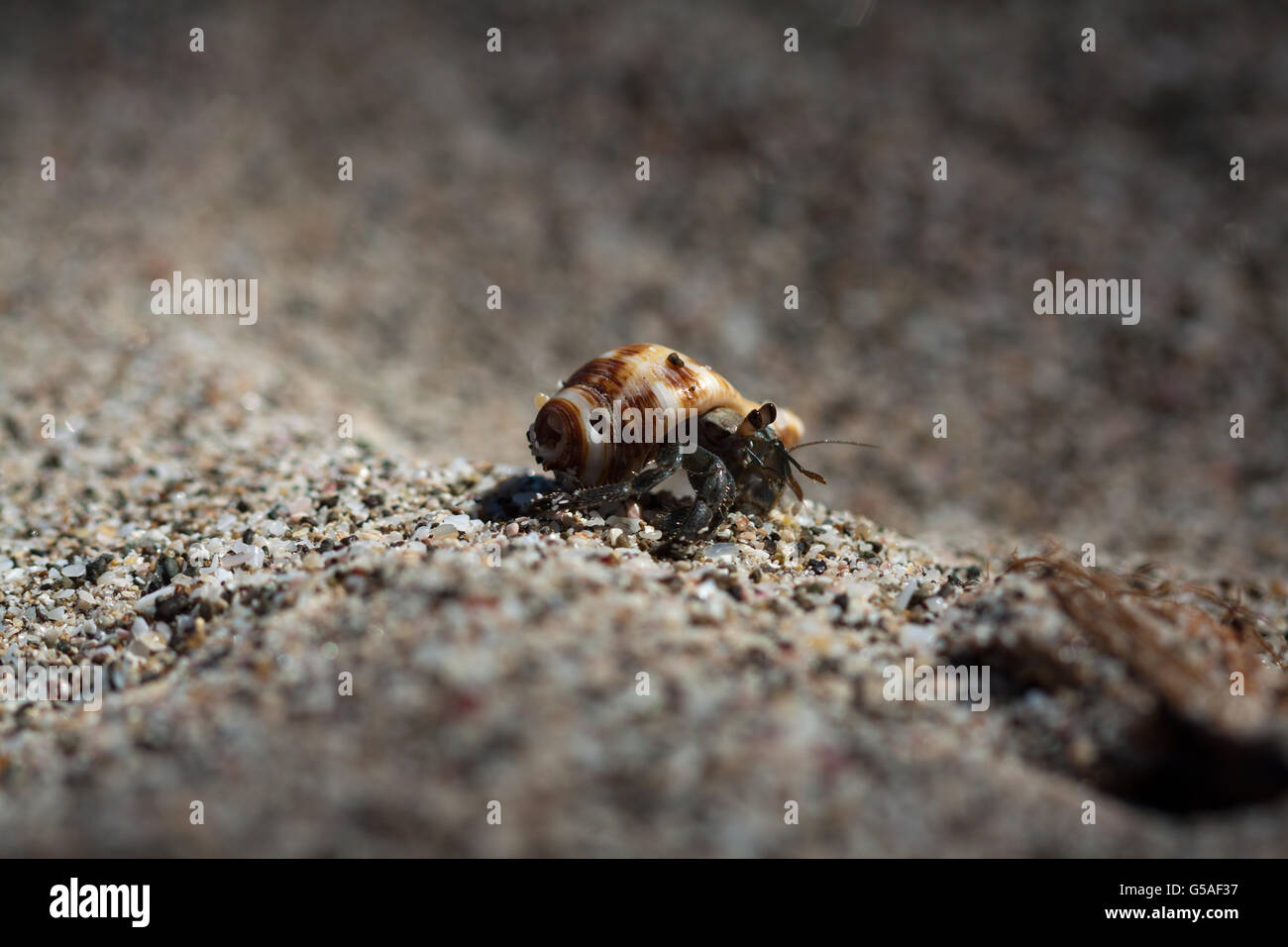 Close up of hermit crab hi-res stock photography and images - Alamy