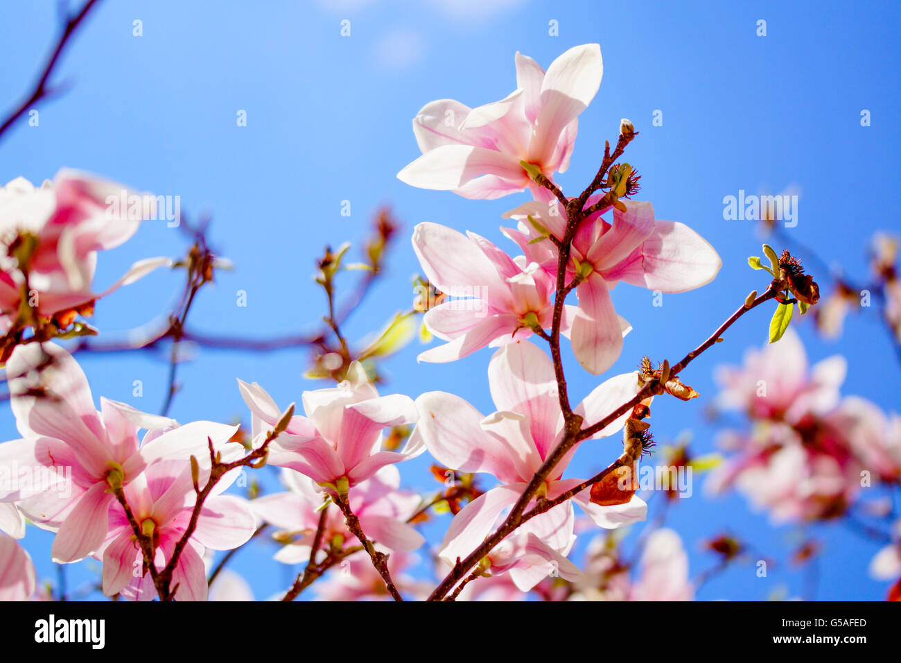 Cherry blossoms tree hi-res stock photography and images - Alamy