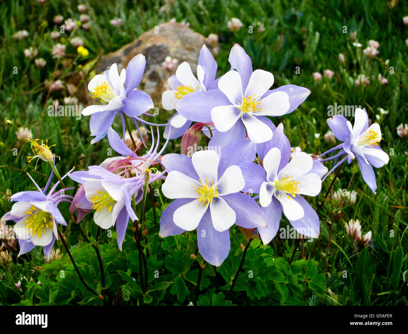 Colorado columbine flowers in an alpine meadow Stock Photo