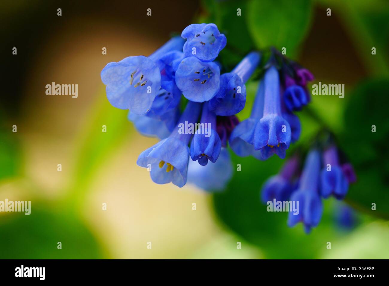 Blooming blue bells in early spring Stock Photo