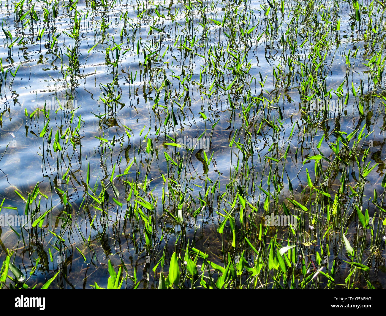 Aquatic grass hires stock photography and images Alamy