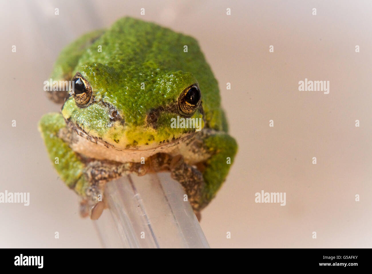 Plastic frog hires stock photography and images Alamy