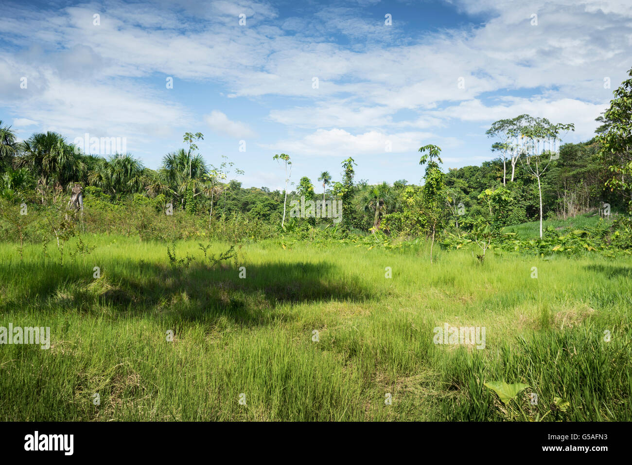 Jungle clearing hires stock photography and images Alamy