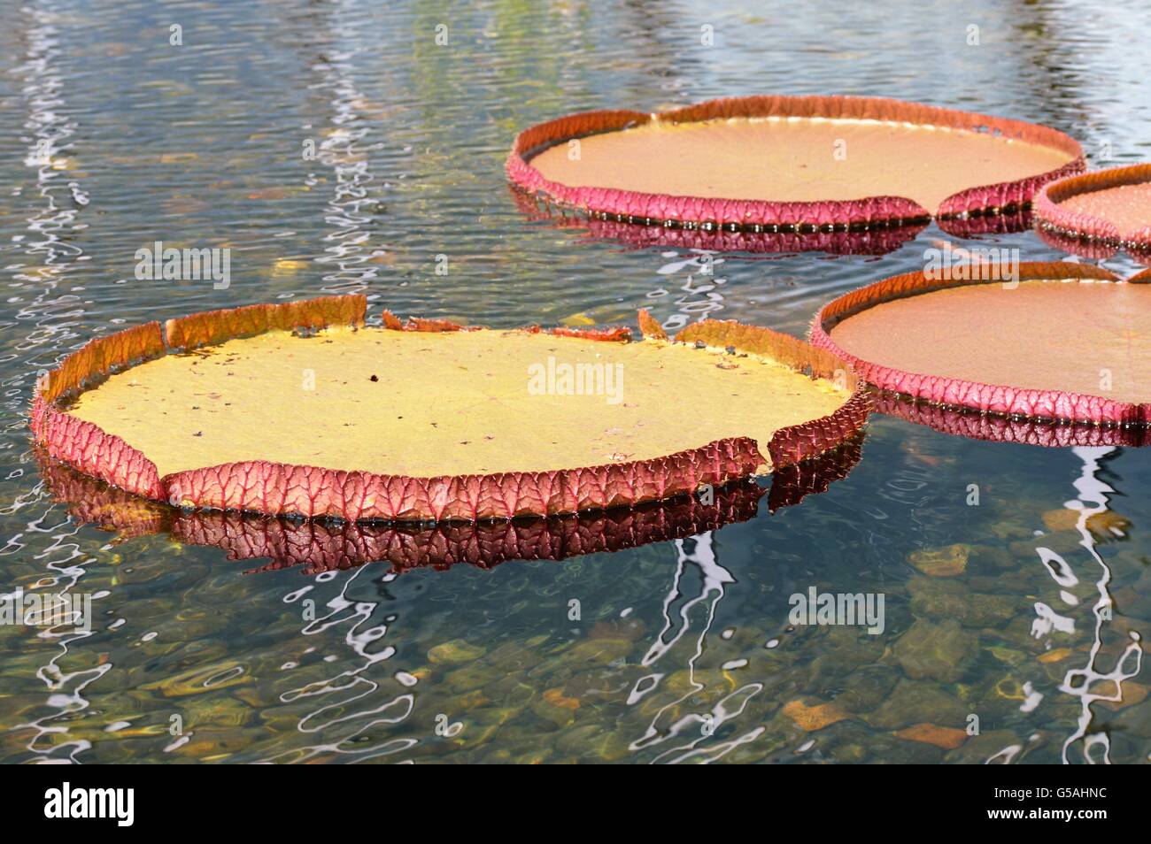 Lily Pad Stock Photo