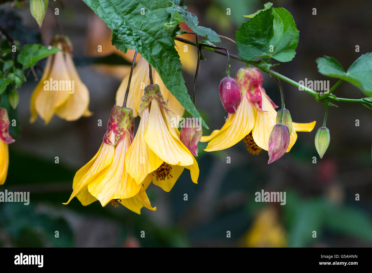 Dangling yellow bell flowers of the lax shrub, Abutilon 'Kentish Belle
