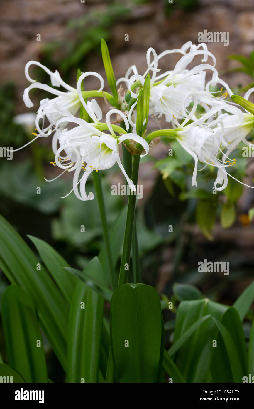 Spidery white highly fragrant flowers of the Peruvian daffodil, Hymenocallis x festalis Stock Photo