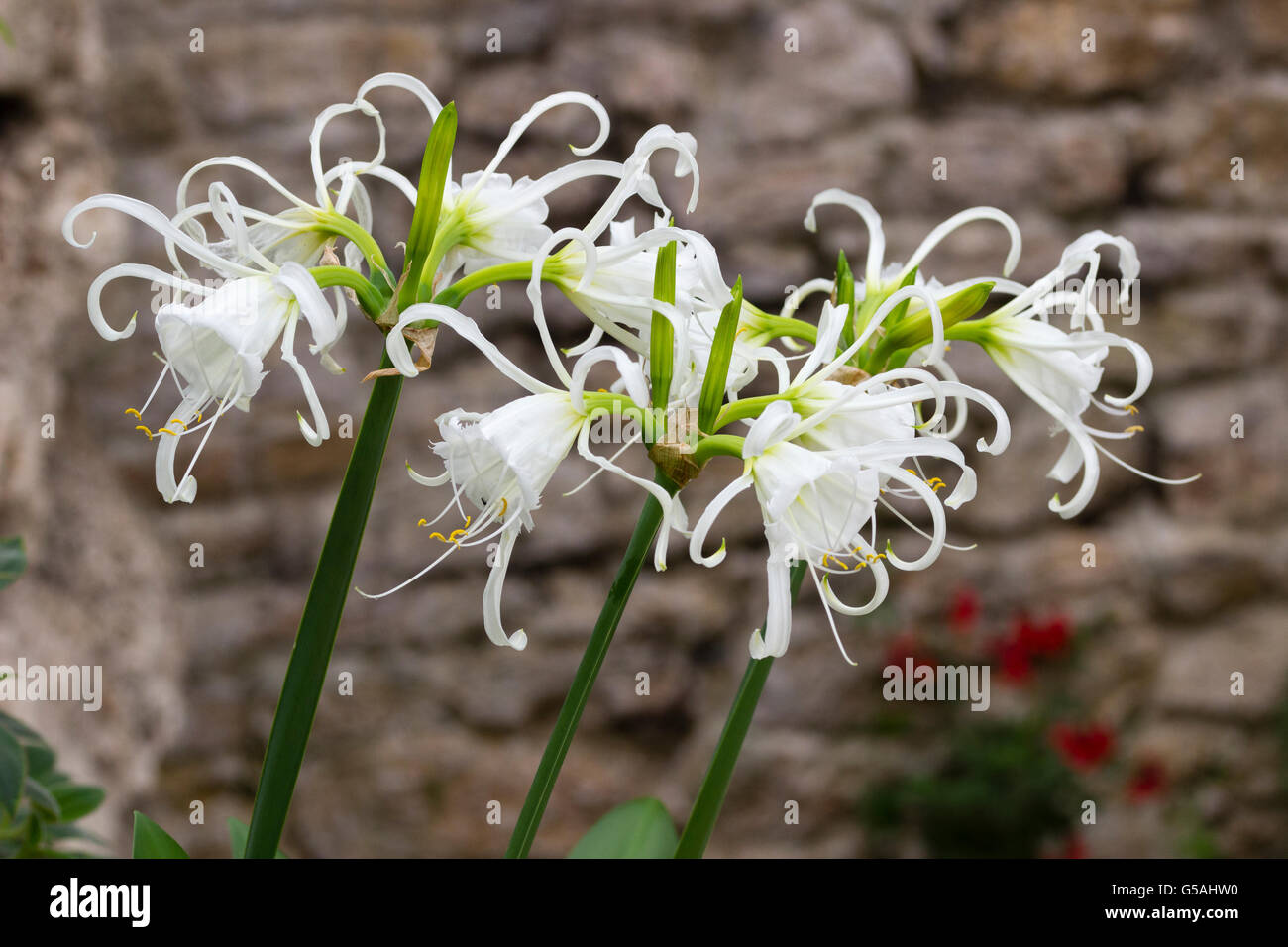 Spidery white highly fragrant flowers of the Peruvian daffodil, Hymenocallis x festalis Stock Photo