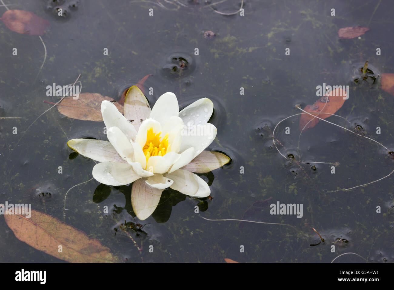 Water Lily waterlily flor de loto blanco Fotografía de stock - Alamy