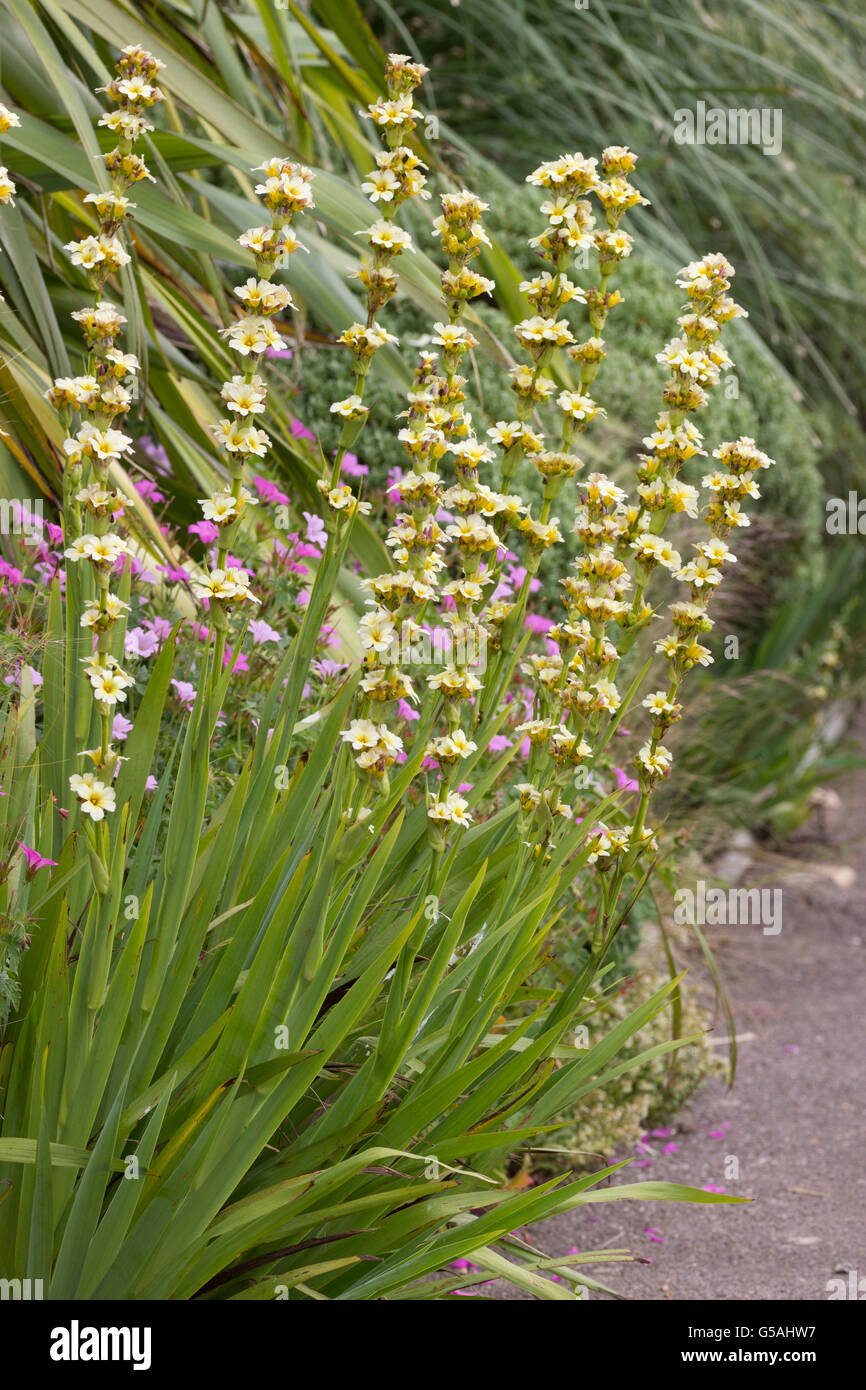 Tall flower stems of the hardy, cottage garden perennial, Sisyrinchium striatum Stock Photo