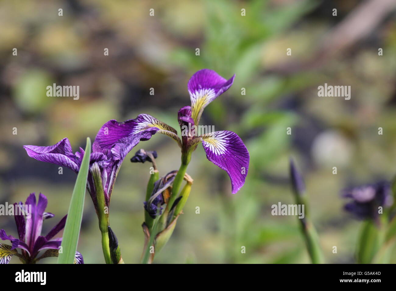 Wild blue flag flower growing in a moist, marshy area beside a country road Stock Photo Alamy