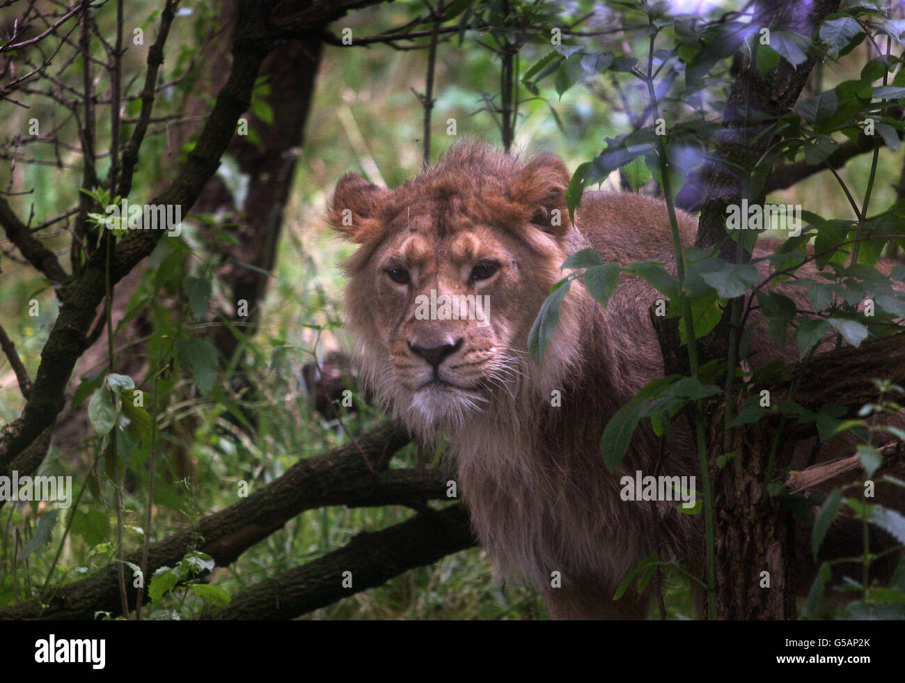 Two year old Jayendra looks around his new enclosure at Edinburgh Zoo