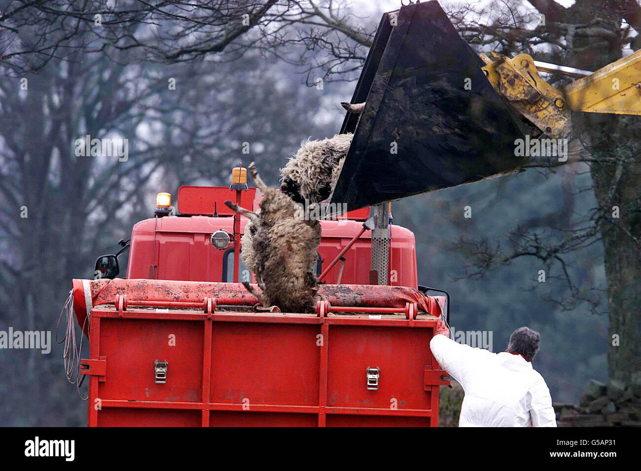 Disposal of sheep Stock Photo Alamy