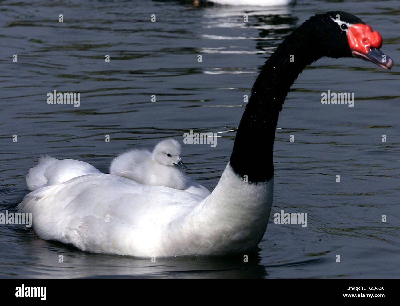 A rare black-necked swan carries its two-week-old cygnet on its back at Pensthorpe Waterfowl Park, Fakenham, Norfolk. Native to Argentina and Chile, the rare bird is the only species of swan that carries its young on it's back. Stock Photo