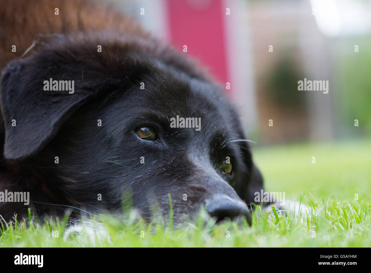 Close Up Black old dogs face lying on grass with selective focus Stock Photo