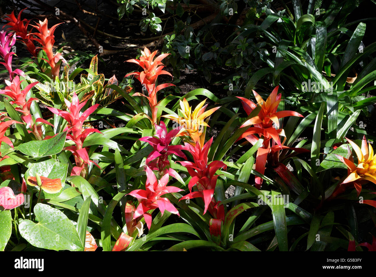Bromeliad plants in Glasshouse Greenhouse Garden Stock Photo