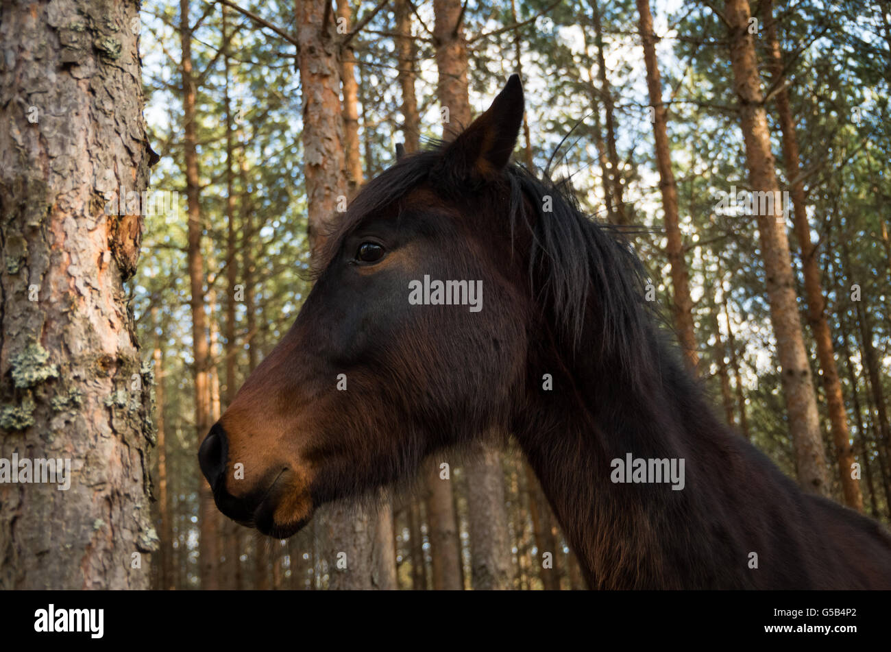 Young horse in a pine forest looking anxious, from a low perspective