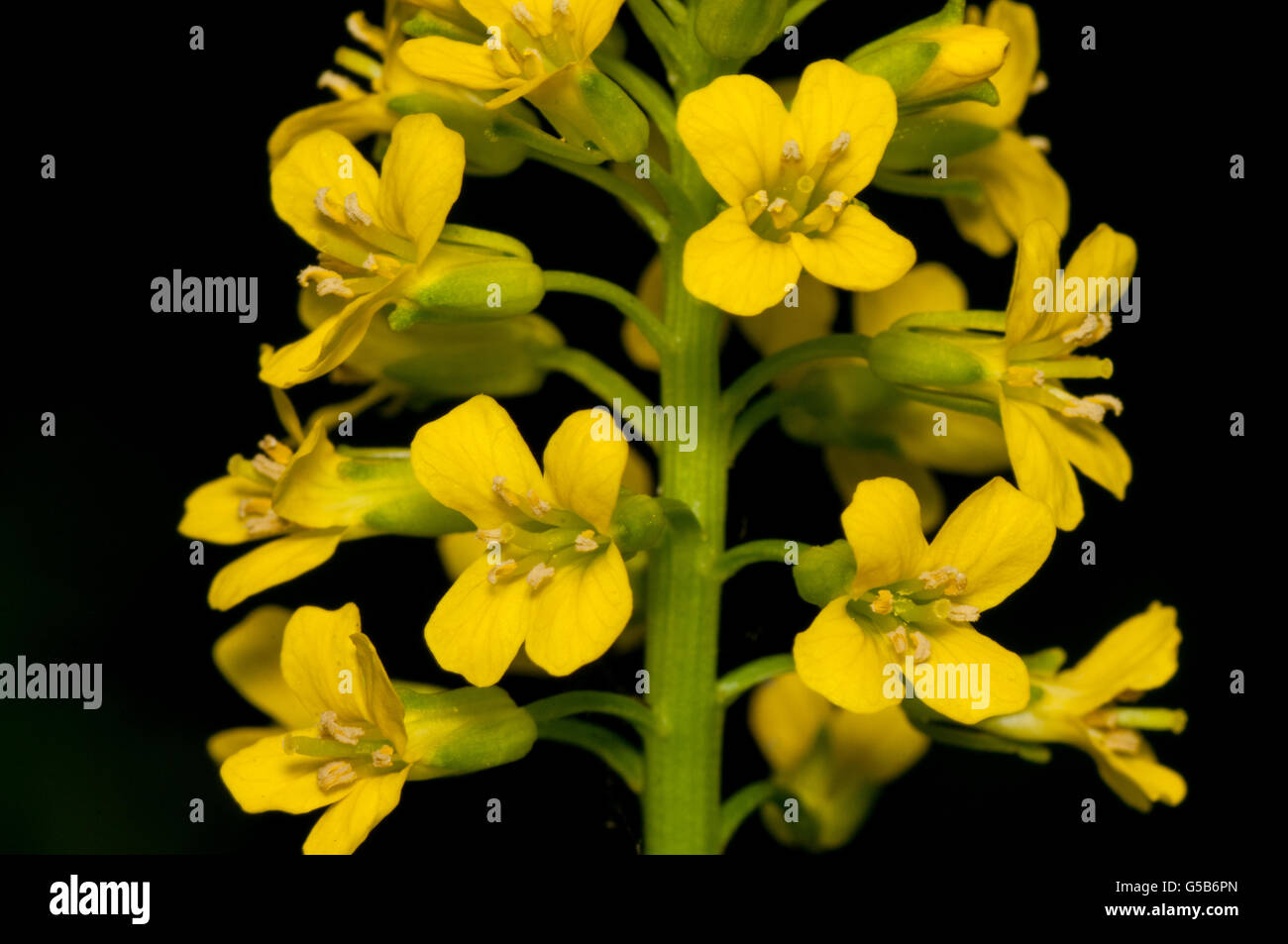 Closeup macro of a Garlic Mustard Weed Flower. Stock Photo