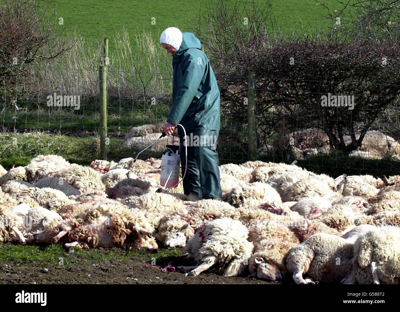 A vet from the Ministry of Agriculture, Fisheries and Food sprays sheep after slaughtering on a farm at Thornby, nr Wigton in Cumbria, which has been named as the 1,000th case of foot and mouth in Great Britain. * There has also been one further case in Northern Ireland. Evidence that the crisis may have turned a corner was delivered to Prime Minister Tony Blair at Downing Street earlier by the chief scientific adviser Professor David King. Earlier projections that the outbreak would spiral to more than 4,400 cases by June 2001 have now been revised down. Stock Photo