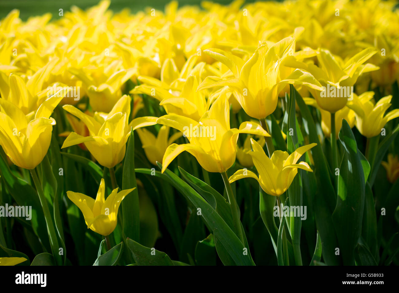 Tulips of yellow color in nature in spring time Stock Photo - Alamy