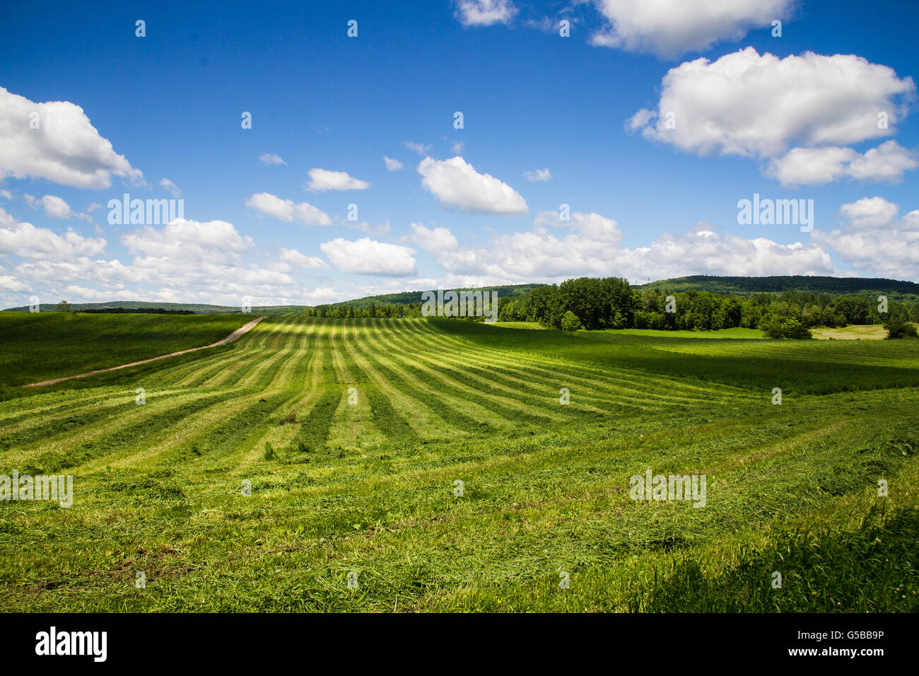 freshly cut hay field drying landscape Stock Photo
