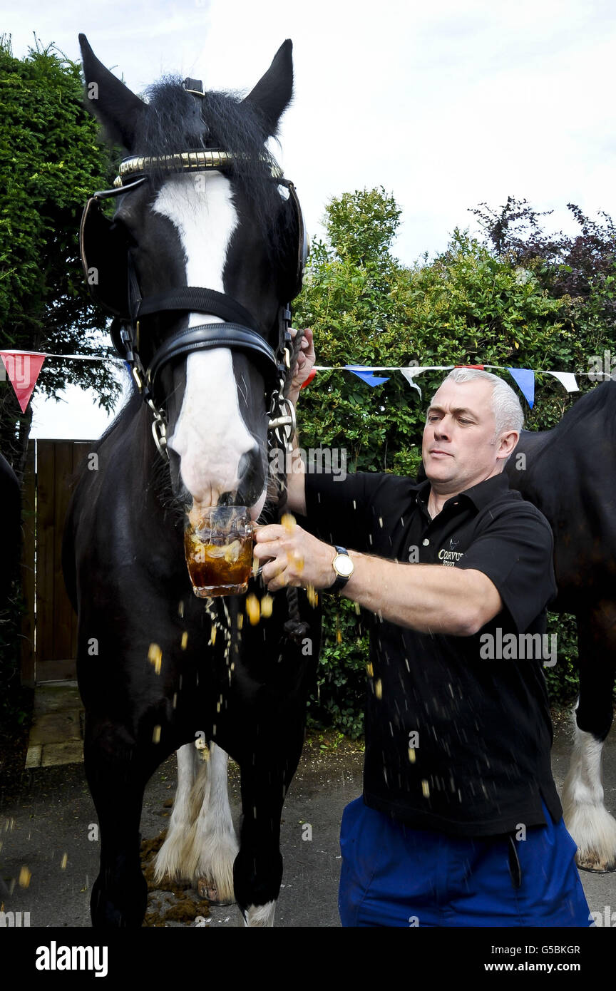 Monty, the shire horse gulps a pint of beer outside the Raven Inn in Poulshot, Wiltshire as he begins his annual two-week holiday. Monty, a working Wadworth brewery horse, who along with his fellow dray horses Prince and Max delivers beer to Wiltshire pubs all year long. All the horses are given a pint of beer before being released into local fields for their two week holiday by the brewery, who have been employing shire horses for more than 100 years to deliver beers to local pubs. Prince, Monty and Max are three of the last remaining working shires left in the UK brewing industry. Stock Photo
