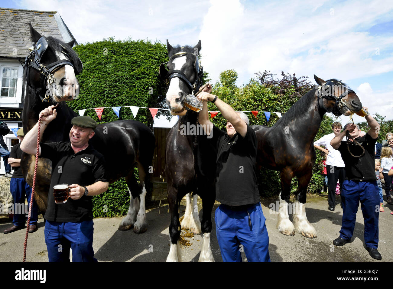Monty, the shire horse gulps a pint of beer outside the Raven Inn in Poulshot, Wiltshire as he begins his annual two-week holiday. Monty, a working Wadworth brewery horse, who along with his fellow dray horses Prince and Max delivers beer to Wiltshire pubs all year long. All the horses are given a pint of beer before being released into local fields for their two week holiday by the brewery, who have been employing shire horses for more than 100 years to deliver beers to local pubs. Prince, Monty and Max are three of the last remaining working shires left in the UK brewing industry. Stock Photo