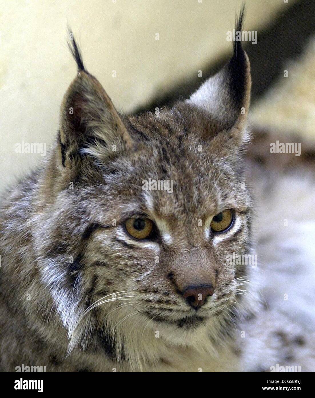 A Lynx resting in the animal hospital at London Zoo after being found in a  garden in Cricklewood, North London. A spokesman for Scotland Yard said  officers were called to an address