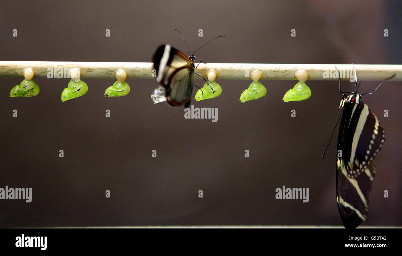 Butterflies and moths at Chester Zoo Stock Photo - Alamy