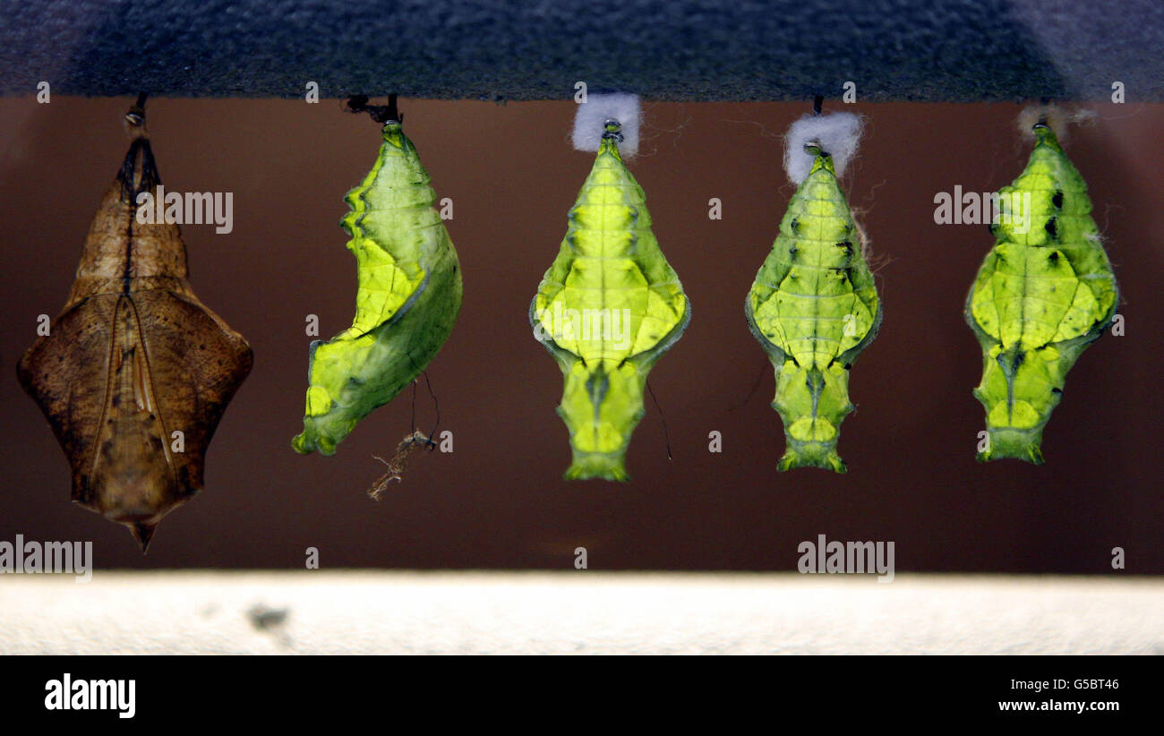 Butterflies and moths at Chester Zoo. Chrysalis at Chester Zoo Stock ...