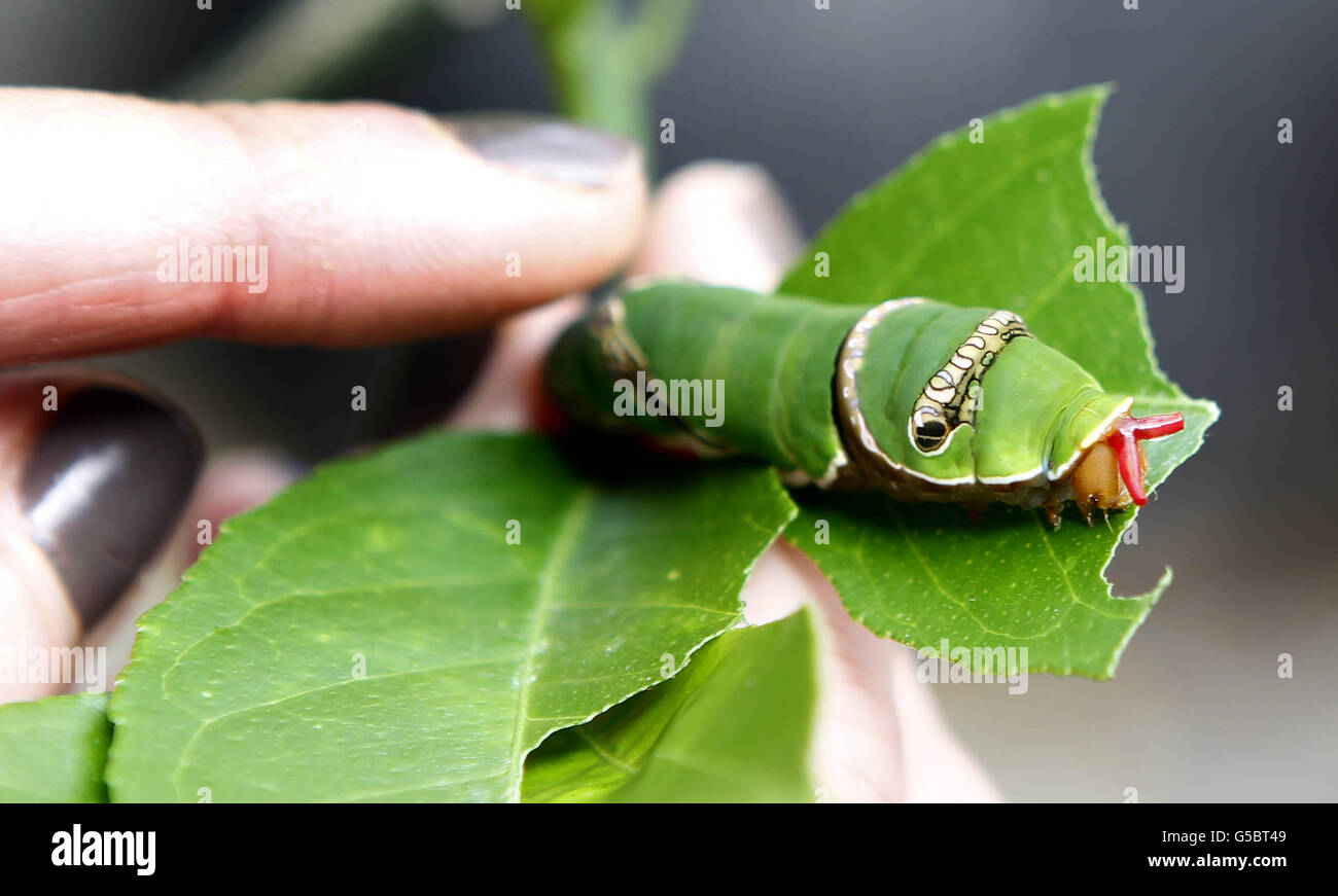 Butterflies and moths at Chester Zoo Stock Photo - Alamy