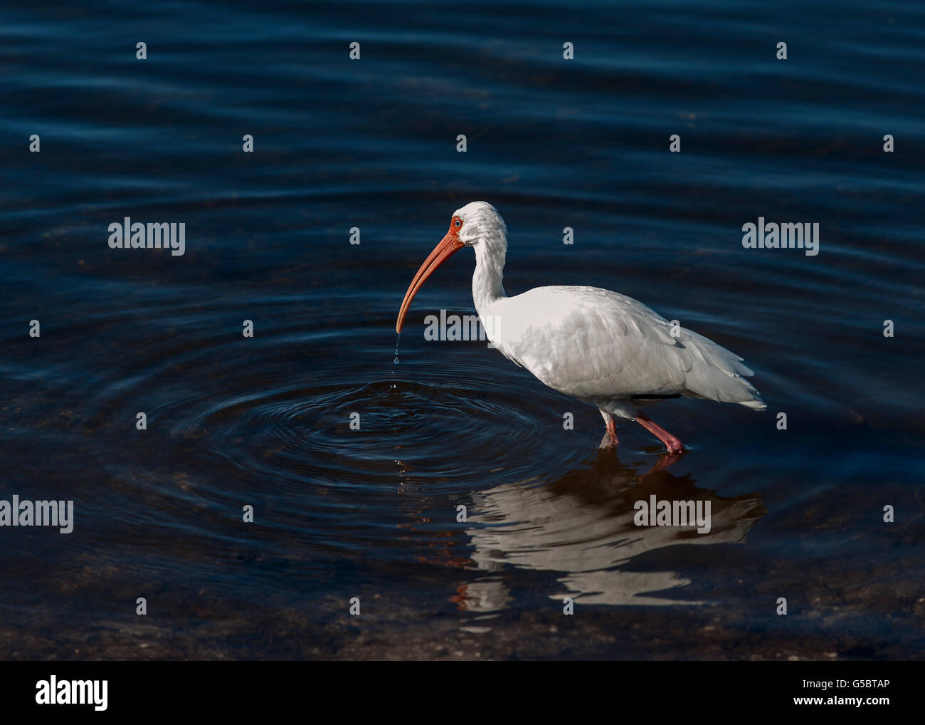 ibis walking in water with water drops falling from beak Stock Photo