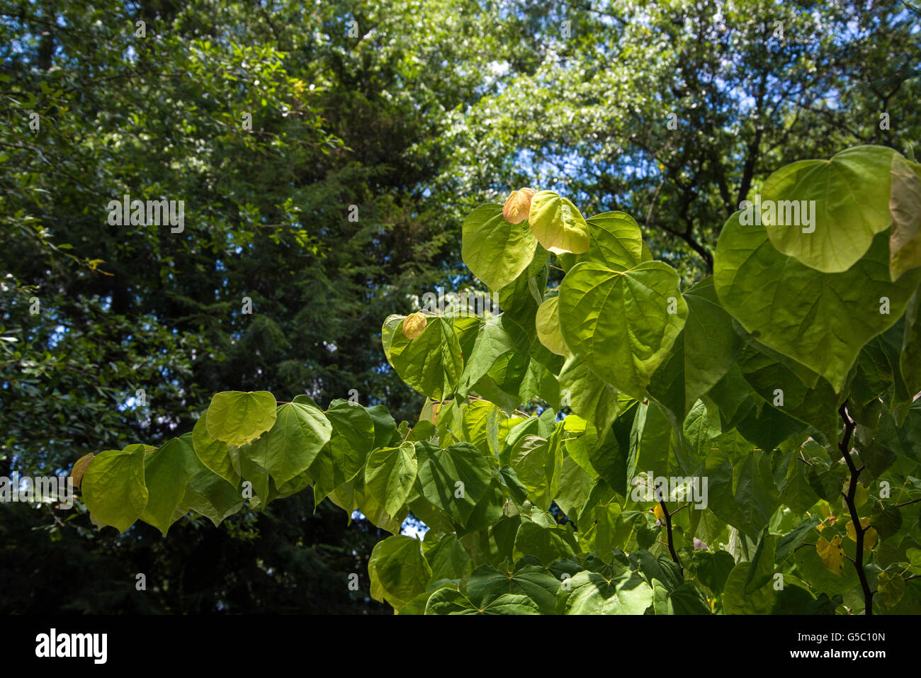 Cercis canadensis ' Rising Sun ',gold leaved red bud, Stock Photo