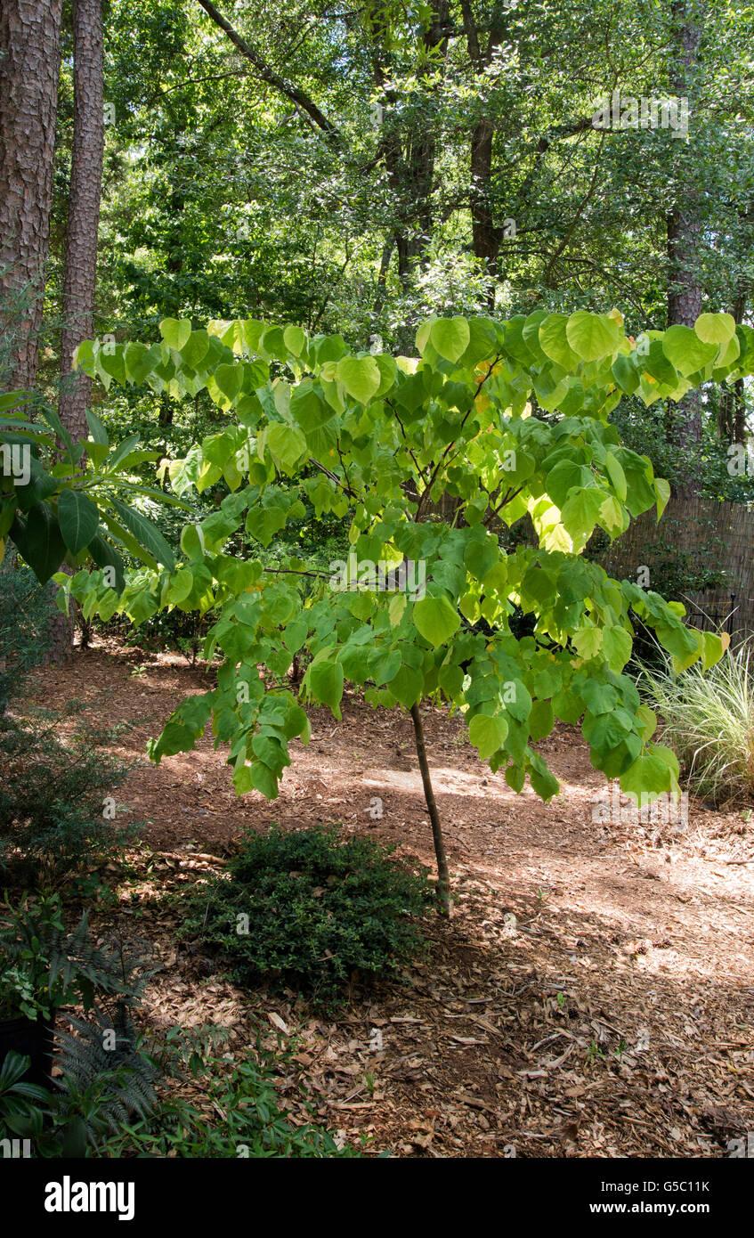 Cercis canadensis ' Rising Sun ',gold leaved red bud, Stock Photo