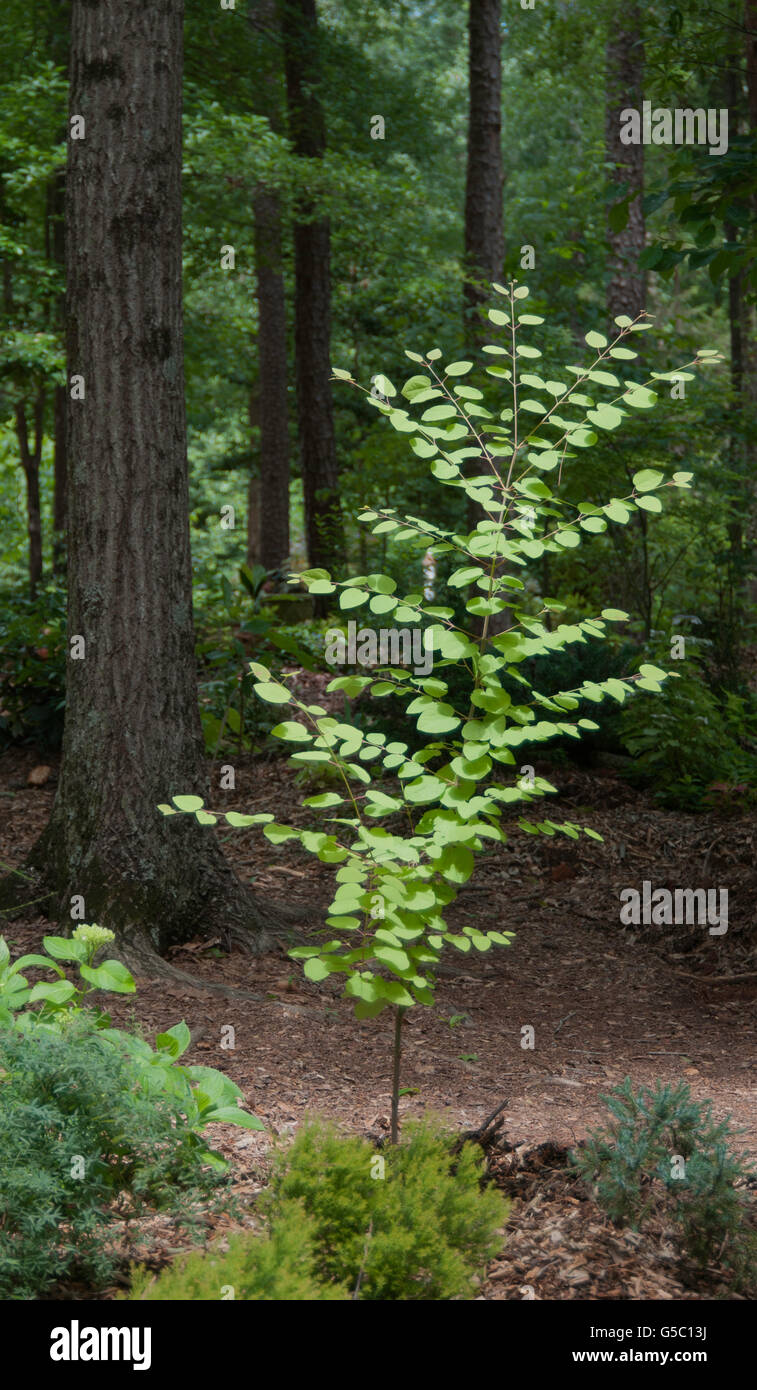 Cercidiphyllum Japonicum Stock Photos & Cercidiphyllum Japonicum Stock