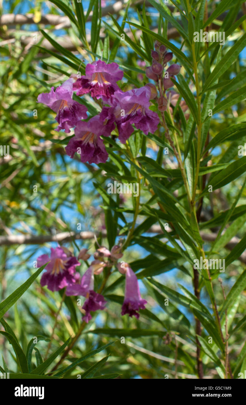 Chilopsis linearis' REGAL' ,    Desesrt Willow, Stock Photo