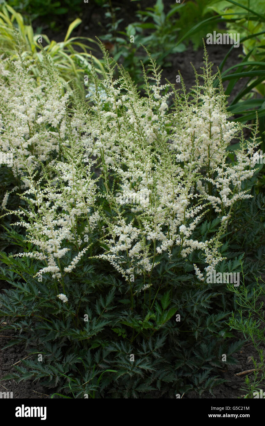 Astilbe Bridal Veil Stock Photo