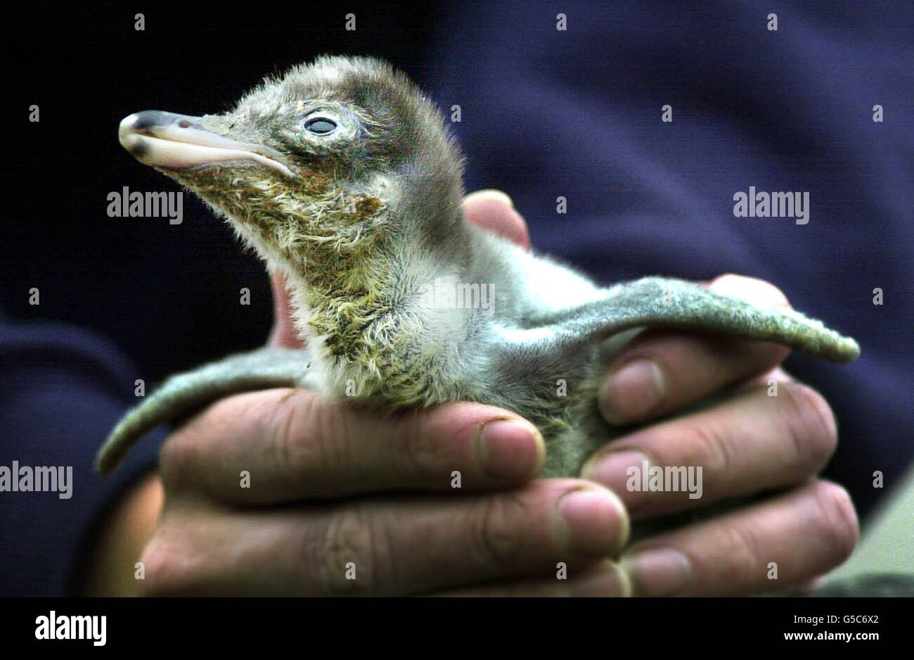 A Gentoo Penguin chick is weighed for the first time at Edinburgh Zoo. Eight chicks have been hatched at the Zoo in the past three weeks. Gentoo Penguins build their nests on pebbles and each female usually lays two eggs. *Once the eggs have hatched, the parents take turns to feed them with re-gurgitated fish. Stock Photo