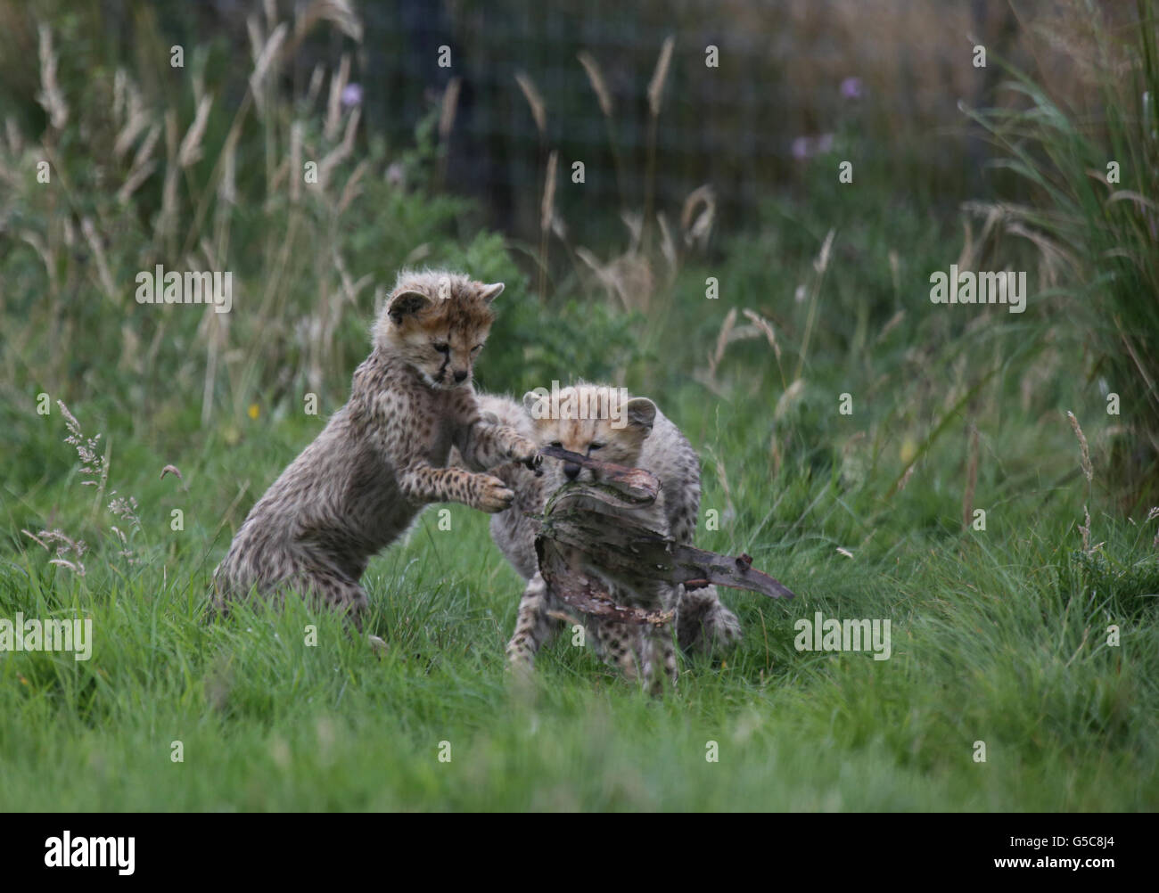 The litter of 7 Northern cheetah cubs play with mum Dubai at ZSL