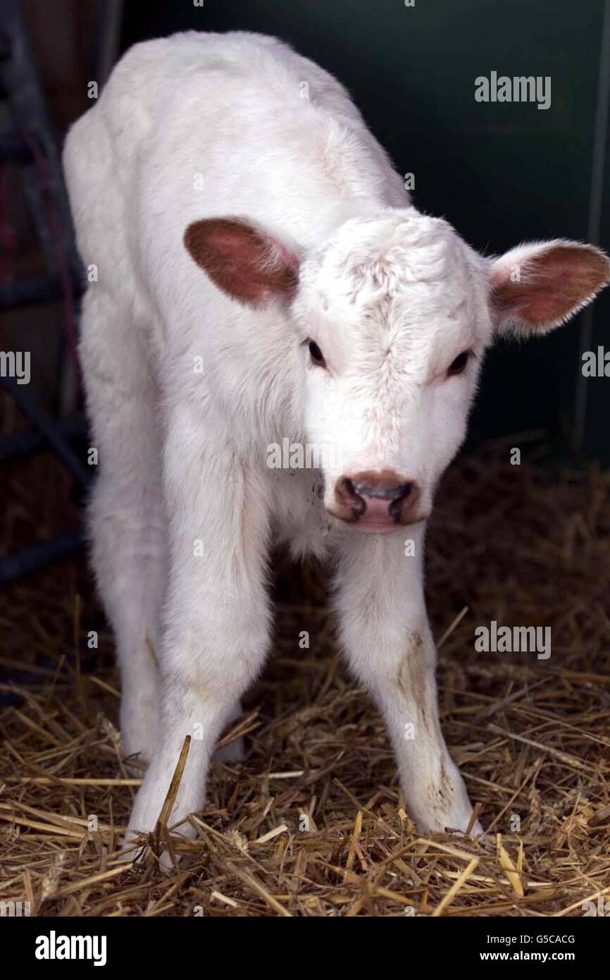 Бронхопневмония молодняка крс. Заболевания молодняка крс. Заболевания молодняка крс. Заболевания молодняка крс. Беломышечная болезнь молодняка животных.