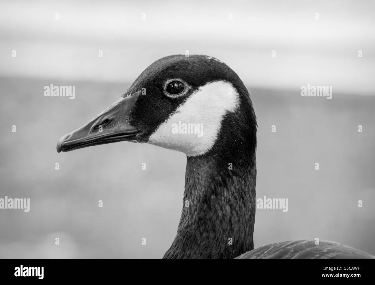 Canadian Goose in black and white Stock Photo