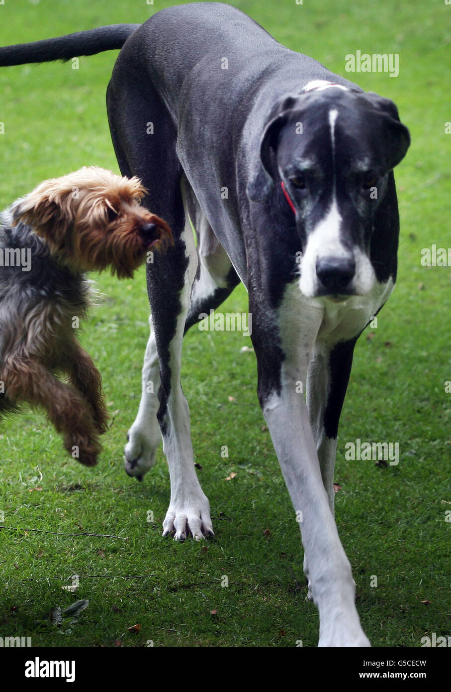 Edinburgh Fringe Festival Stock Photo Alamy