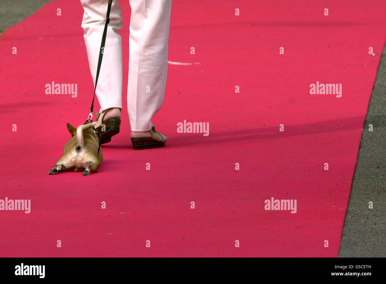 Dog Cannes Film Festival Stock Photo