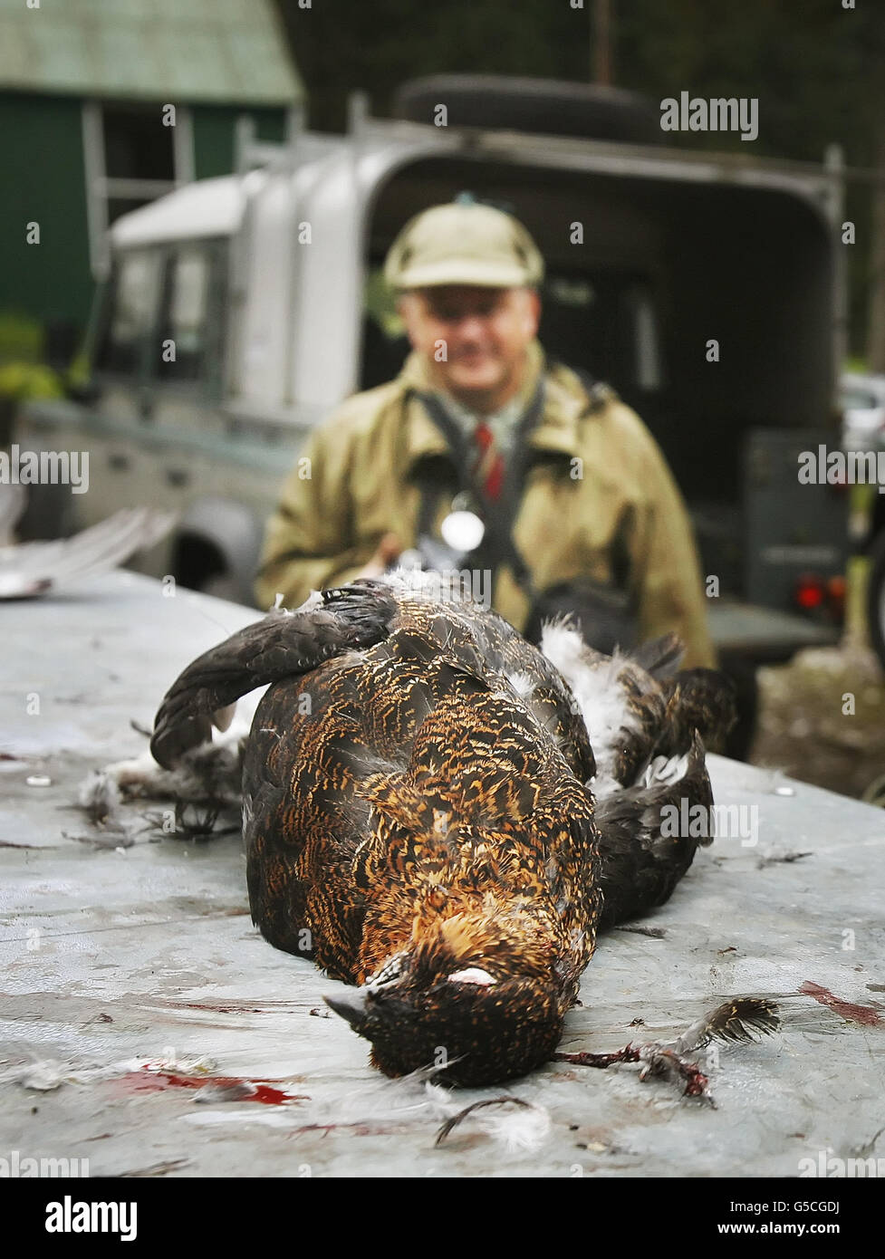 A dead grouse is pictured on the first day of the grouse shooting season on the Ralia and Milton estate, Drumochter. Stock Photo