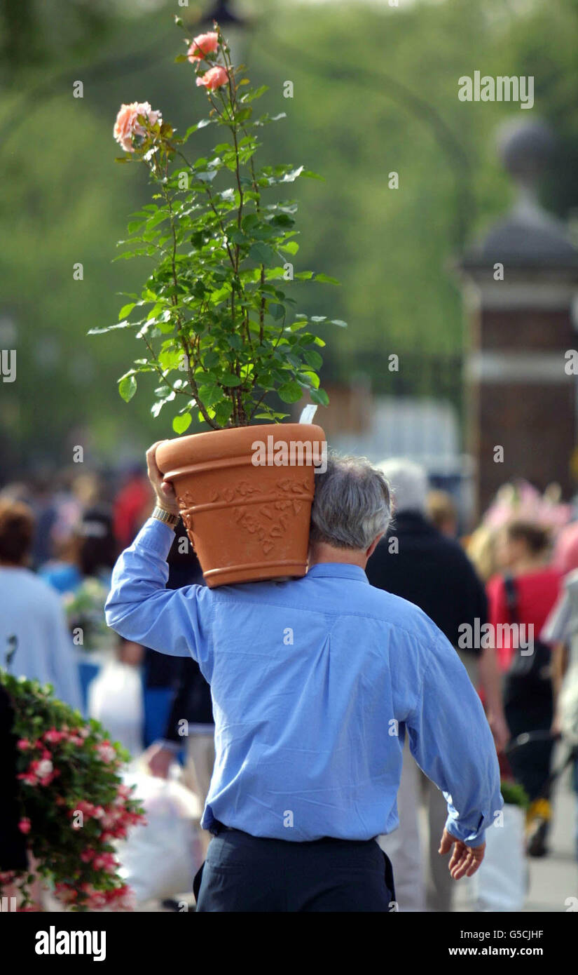 A visitor takes advantage of the last day of the Chelsea Flower Show at Chelsea Royal Hospital, London, to buy plants at dicount prices. Stock Photo
