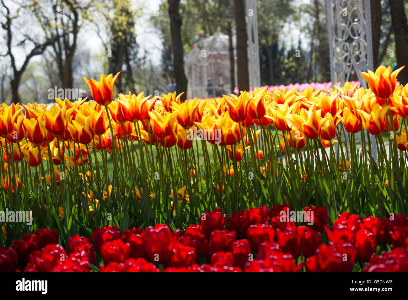 tulips of various colors in nature in spring time Stock Photo - Alamy
