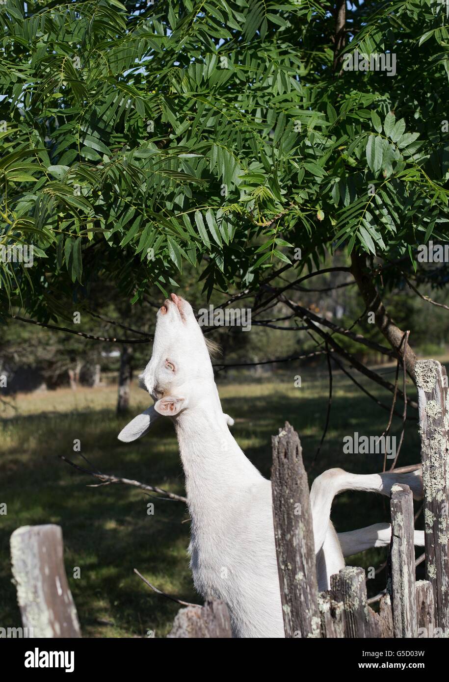 A white goat reaching up into a tree to eat leaves. Stock Photo