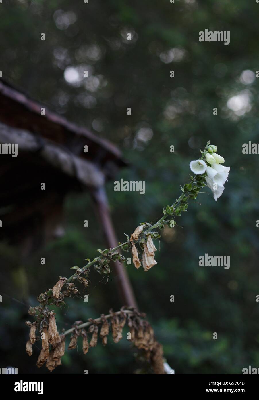 Dying plant hi-res stock photography and images - Alamy