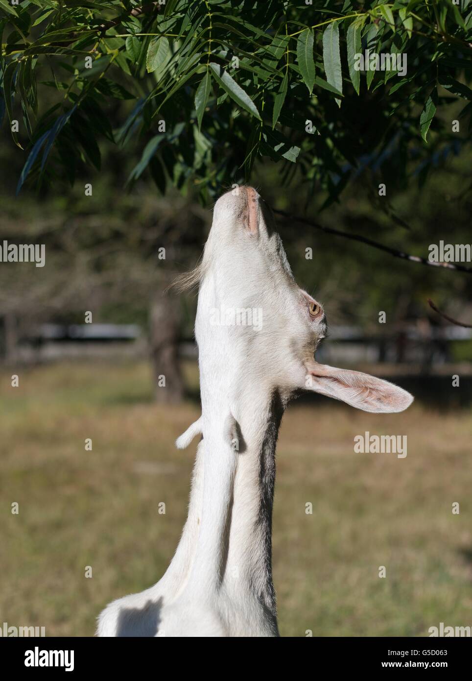 A white goat reaching up into a tree to eat leaves. Stock Photo