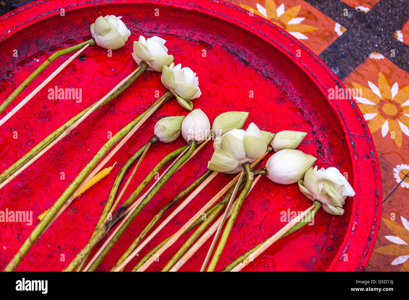 White lotus flowers offerings on red tray in Buddhist temple, northern Thailand Stock Photo